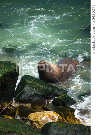 South American fur seals 20420273