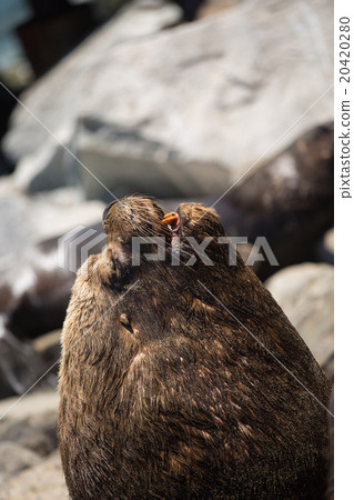 South American fur seals 20420280