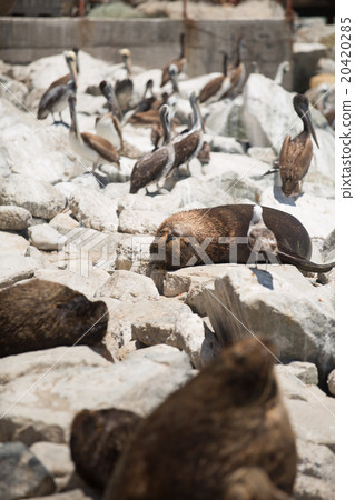 South American fur seals 20420285