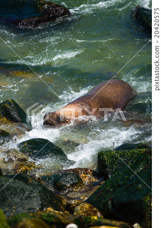 South American fur seals 20420575