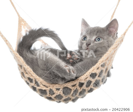 Cute gray kitten lay in hammock 20422906