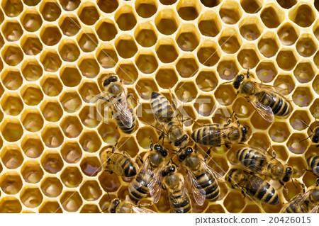 bees swarming on a honeycomb bees swarming on a honeycomb 20426015
