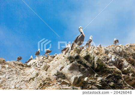 Seabirds  20426048