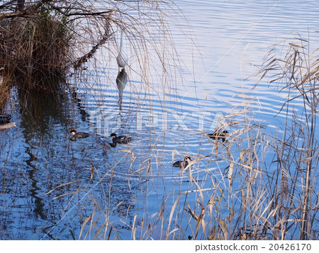 The duck where the duck plays The duck where the duck plays 20426170