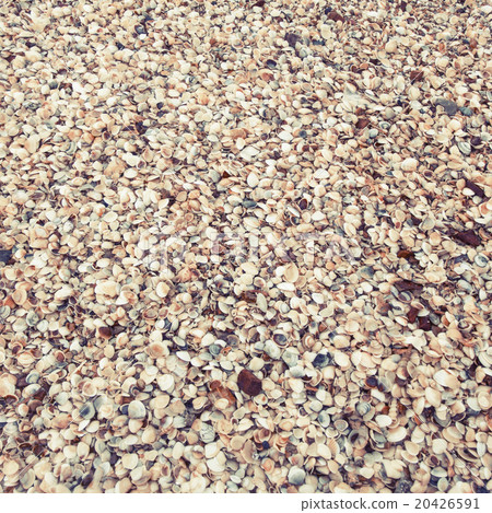 shells on a beach,background & texture shells on a beach,background & texture 20426591