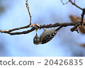 Woodpeckers 20426835