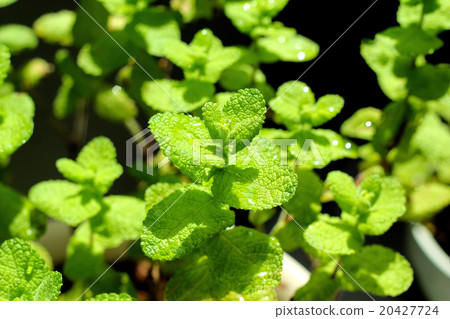 蘋果薄荷 20427724