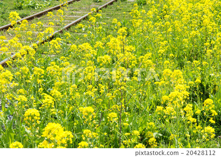 Flower on railroad track Flower on railroad track 20428112