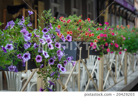 Fence with flowers on Lviv city in summer Fence with flowers on Lviv city in summer 20429203