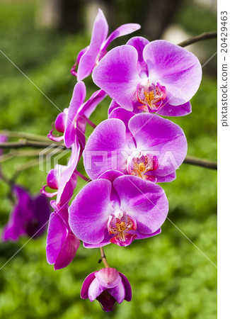 優雅的蘭花 優雅的蘭花 20429463