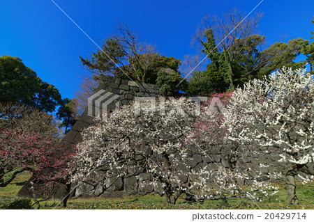Plum blossom and blue sky of Umebayasaka of the East garden Plum blossom and blue sky of Umebayasaka of the East garden 20429714