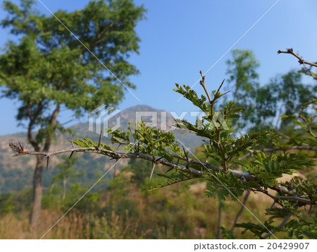 Spine thorns to protect Arunachala 20429907