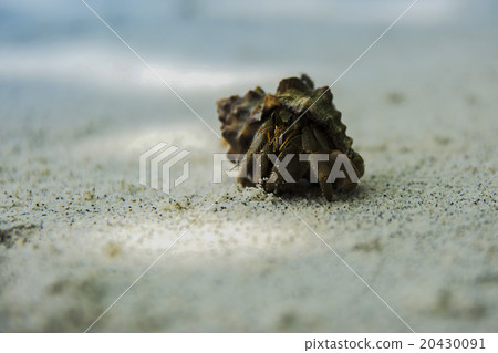 Hermit crab on a background sea 20430091