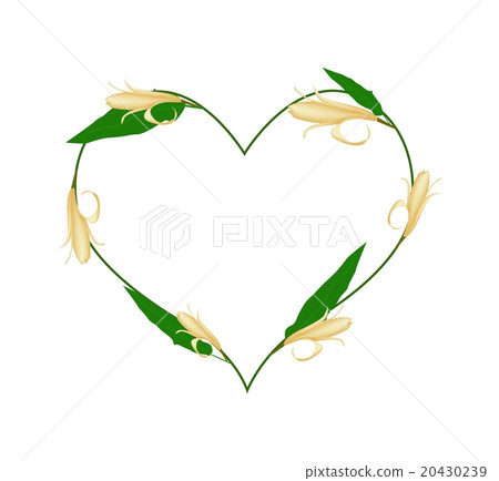 Yellow Michelia Alba Flowers in A Heart Shape 20430239