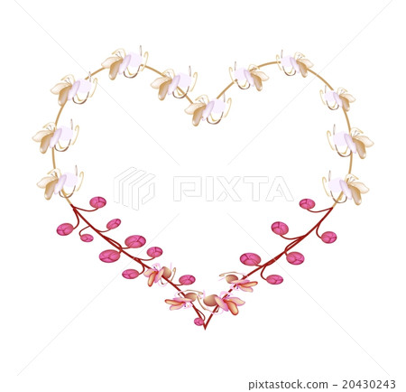 Pink Cassia Fistula Flowers in A Heart Shape 20430243