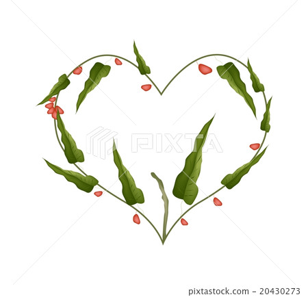 Branch of Pistachio Nuts Forming in Heart Shape Branch of Pistachio Nuts Forming in Heart Shape 20430273