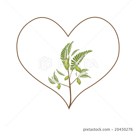 Chick Peas Plant in A Heart Shape Frame Chick Peas Plant in A Heart Shape Frame 20430276