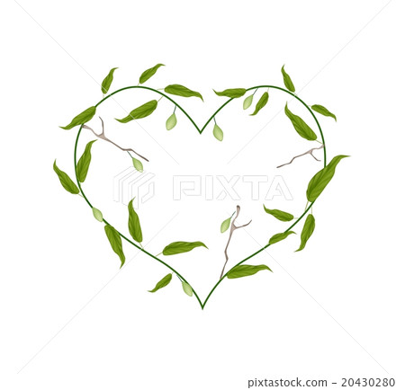 Branch of Chebulic Myrobalans in A Heart Shape 20430280