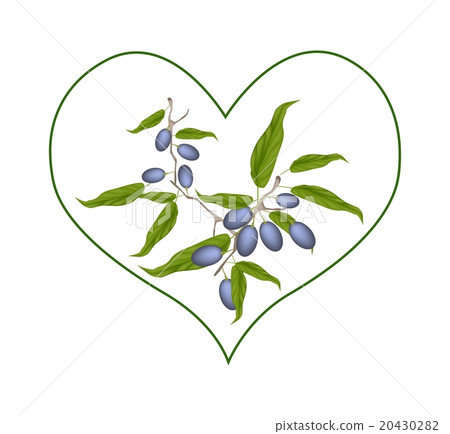 Branch of Chebulic Myrobalans in Heart Shape 20430282