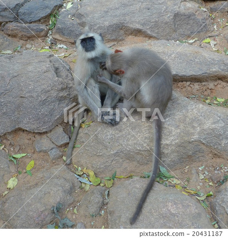 Even among heterozygous monkeys in Arunachala mountain get along flea 20431187