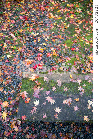 Daigoji, autumn leaves falling on the approach to autumnal leaves Daigoji, autumn leaves falling on the approach to autumnal leaves 20432229