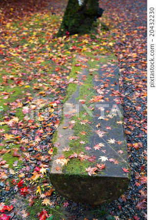 Daigoji, autumn leaves falling on the approach to autumnal leaves Daigoji, autumn leaves falling on the approach to autumnal leaves 20432230