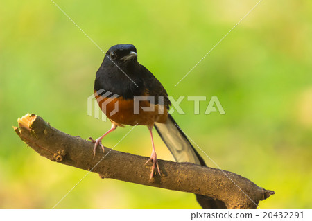 White-rumped shama White-rumped shama 20432291