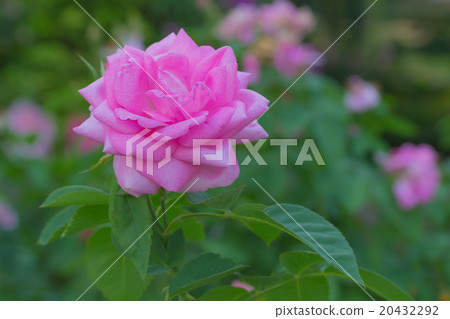 Beautiful Pink Rose Beautiful Pink Rose 20432292