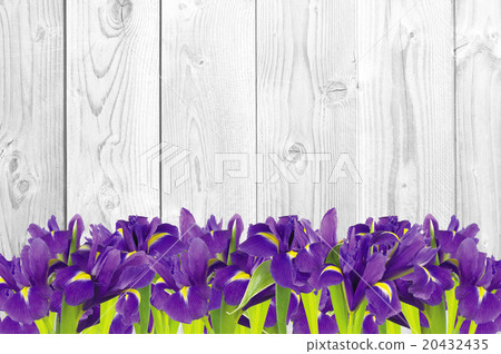 Blueflag or iris flower on white wooden background 20432435