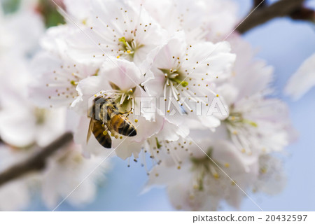 Bee collecting honey on cherry blossoms 20432597