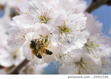 Bee collecting honey on cherry blossoms Bee collecting honey on cherry blossoms 20432598