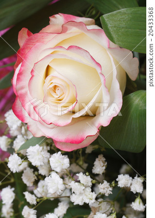 rose with pink edges with baby's breath flowers. 20433368