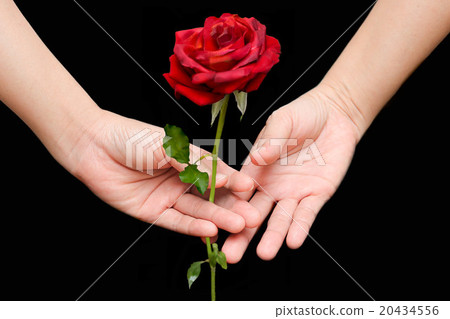 Red rose in the woman's hand on black background 20434556