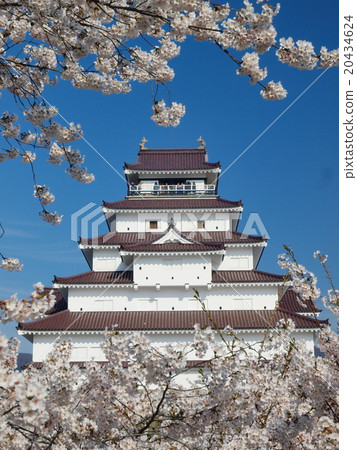敦賀城堡和櫻花 20434624