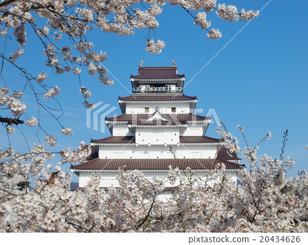敦賀城堡和櫻花 20434626