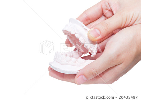 Hands holding the mould of human teeth Hands holding the mould of human teeth 20435487