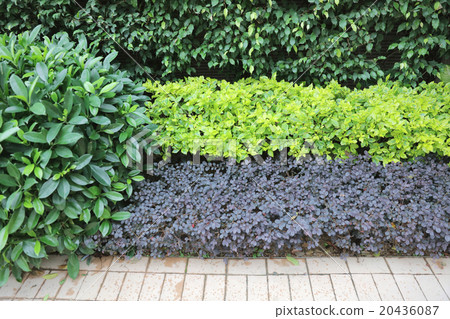 Colourful leaves wall background Colourful leaves wall background 20436087