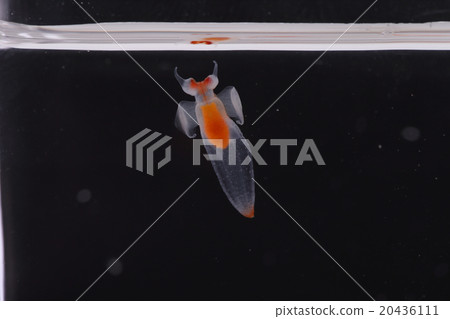 Clione Clione 20436111