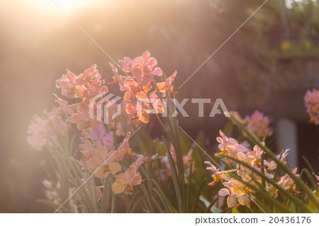 Orchids soft focus on morning sunlight tones. Orchids soft focus on morning sunlight tones. 20436176
