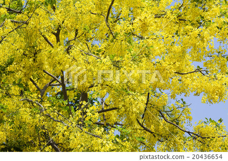 Yellow abule Yellow abule 20436654