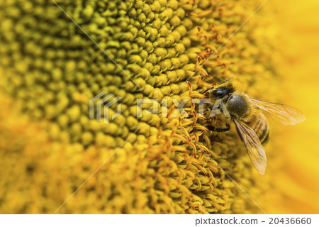 Bee collecting honey on sun flower 20436660