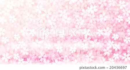 櫻花春天花背景 櫻花春天花背景 20436697