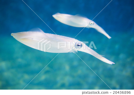 兩個甜土豆 兩個甜土豆 20436896