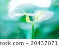 發芽 20437071