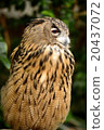 貓頭鷹1 20437072