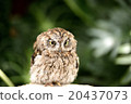 貓頭鷹2 20437073