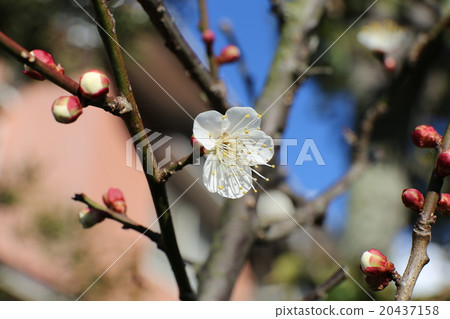 白花花 20437158