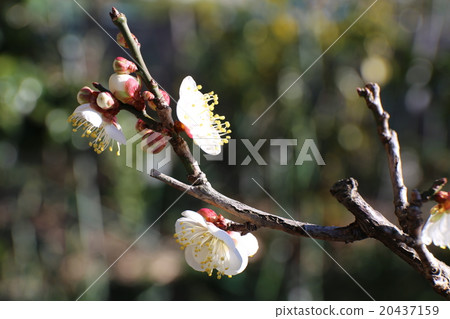 白花花 20437159