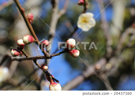 白花花 20437160