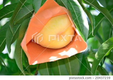 Shimizu white peach waiting for harvest in the sunshine of summer 20437239